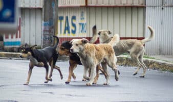Fundación Manuel Rozada denuncia presunto despojo de patrimonio destinado al rescate de perros y gatos abandonados