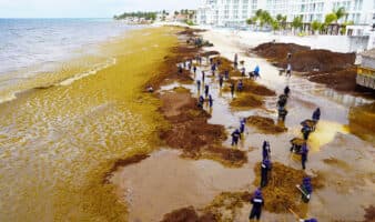 Proponen crear una industria basada en el sargazo para atender la crisis en el Caribe mexicano