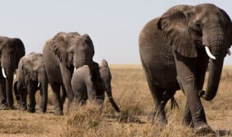 Investigan posible envenenamiento de elefantes en Kenia