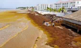 Sargazo, falta de vuelos y crisis global rompen la promesa de turismo mundialista en el Caribe mexicano