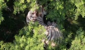 ¿De qué murió el tigre Kenzo? UNAM revela los resultados de la necropsia