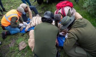 Matan a tigre de Bengala tras intensa búsqueda en Edomex