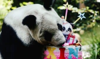 ¡Felicidades! La panda gigante Xin Xin cumple 36 años