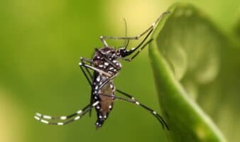 El mosquito: el animal más letal para los humanos