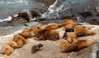 El gobierno de Chile analiza permitir la caza de lobos marinos ante el conflicto con los pescadores | Mongabay Latam