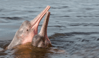 Estudio revela que el tráfico ilegal de animales es la principal causa de muerte de los delfines amazónicos en Ecuador | Mongabay
