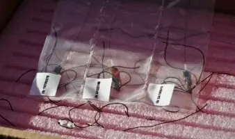 La Red MOTUS: ciencia para proteger las aves migratorias | Pronatura Noreste