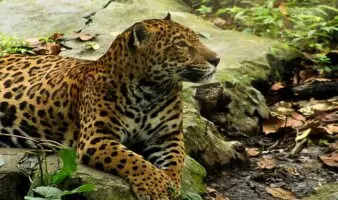 Muere Gaby, jaguar que dejó 20 años de historia en Chiapas