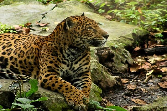 Muere Gaby, jaguar que dejó 20 años de historia en Chiapas