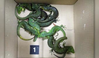 Detienen a mexicano en Japón con 200 lagartos ocultos en calcetines dentro de su maleta