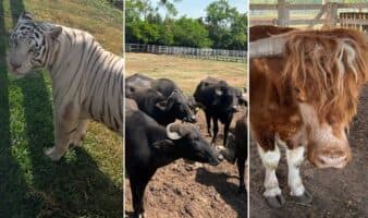 Monos araña, bisontes, hienas... aseguran 130 animales exóticos en Tamaulipas