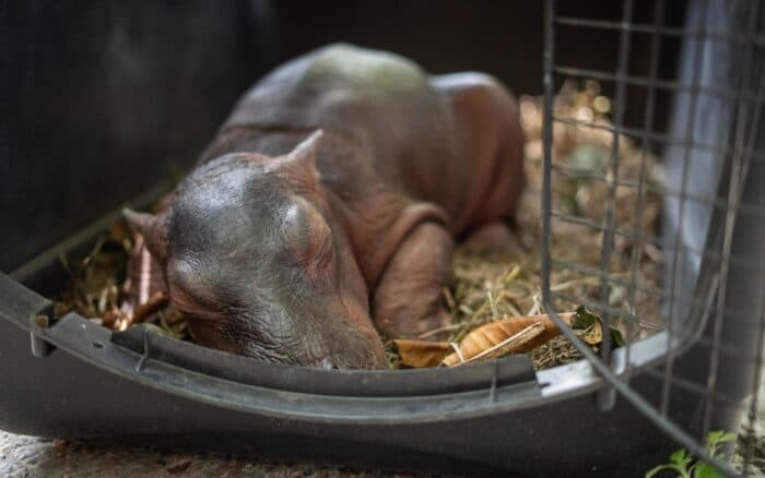 Hipopótamo recién nacido solo y desnutrido es rescatado en Colombia