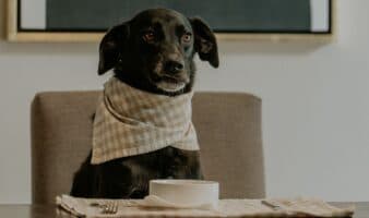 Retiran comida para perros por riesgo de salmonela