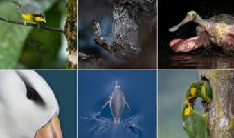 Estos son los ganadores de los Premios de fotografía Audubon 2026