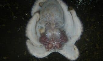 Microplásticos en el pulpo maya: investigación revela su presencia en el 93.68 % de los ejemplares analizados en Campeche | ESTUDIO