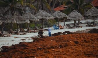 Gases tóxicos y quemaduras: los riesgos que enfrentan quienes retiran el sargazo del mar en el Caribe mexicano | Mongabay Latam