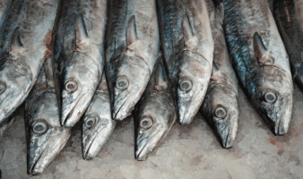 Consumir pescados y mariscos puede beneficiar al planeta: Oceana
