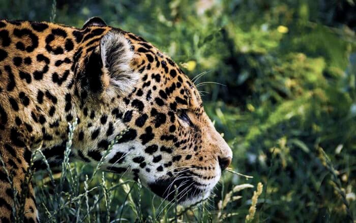 Poblaciones de vida silvestre monitoreadas caen 73% a nivel global; en AL descenso es de 95%: WWF