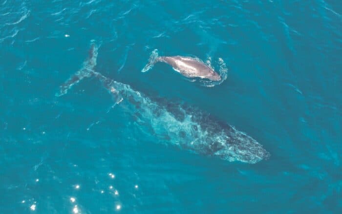 ¿Ballenas o gas? Jane Fonda y Ximena Sariñana dan voz a las ballenas del Golfo de California en este documental