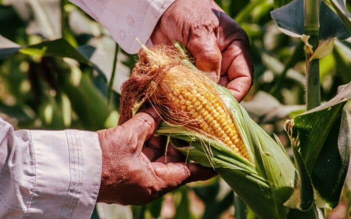 Lo que se necesitará para crear la economía de la agricultura regenerativa