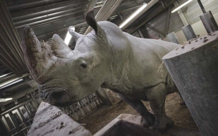 Rinoceronte del zoo de París es trasladado a México para preservar la especie